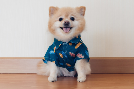 Little brown cute Pomeranian dog in blue shirt sits in the corner.の写真素材