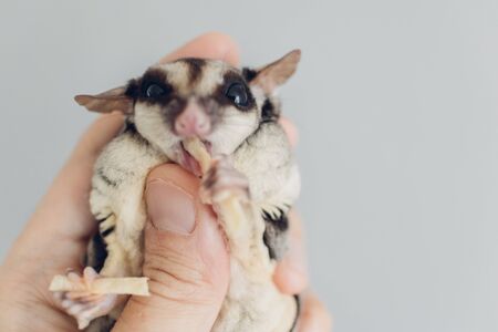 Little Sugar Glider is eating snack in human hand.の写真素材