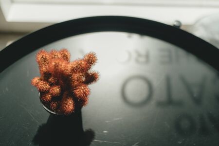 Cactus tree in the pot on the black metal modern design desk.の写真素材