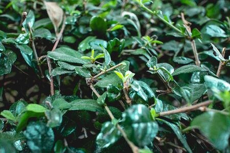 Close up of green bush Fukien tea tree in the garden.の写真素材