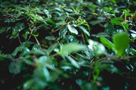 Close up of green bush Fukien tea tree in the garden.の写真素材
