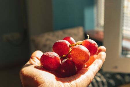 Bunch of red grapes in hand with warm sun light.の写真素材