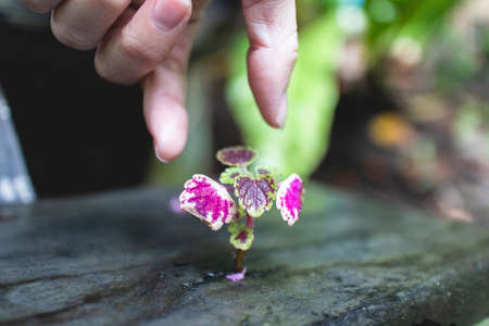 Tiny tree plant growing on a wet wooden board. Concept of growing and strong.