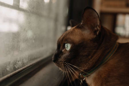 Black cat relax and looking out to the window.の写真素材