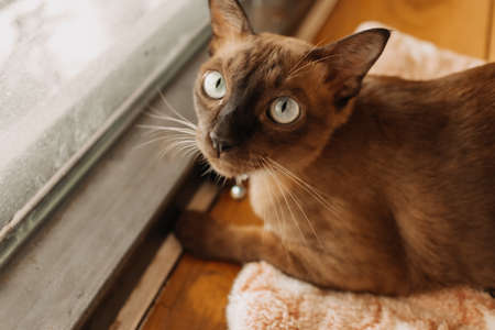 Black cat is looking at the camera while relax at the windows.の写真素材