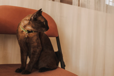 Black brown cat sit on the red chair in the house.の写真素材