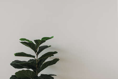 Green house Fiddle Fig plant on white wall background.