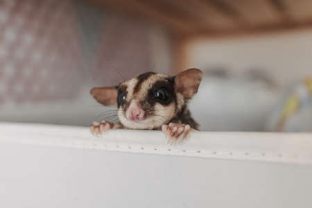 Cute little Sugar glider pop her head up out of the box with curiosity.の写真素材