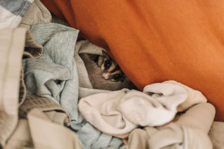 Little Sugar Glider hiding in the pile of clothes and looking up cautiously.の写真素材