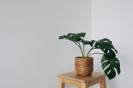 Minimal Monstera plant on wooden chair isolated on white wall background.の写真素材