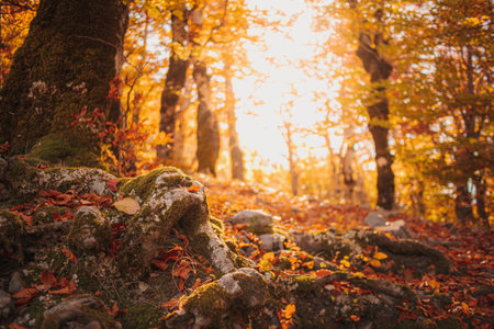 Beautiful autumn forrest hiking trail with warm sunlight.の写真素材