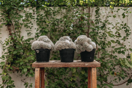 Cactus hobby garden in the backyard of the house.の写真素材