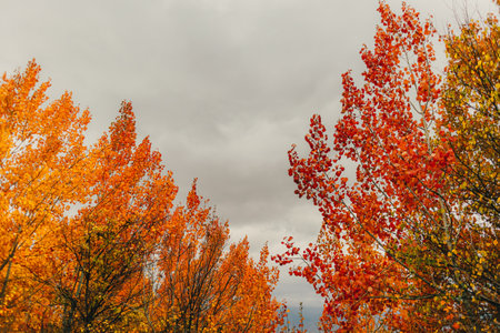 Vivid orange and yellow color tree in autumn.