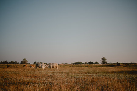Beautiful landscape of cows cattle feeding on yellow grass field at warmth sunset light.の写真素材