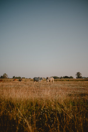 Beautiful landscape of cows cattle feeding on yellow grass field at warmth sunset light.の写真素材