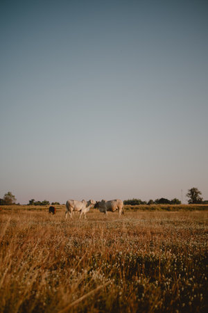 Beautiful landscape of cows cattle feeding on yellow grass field at warmth sunset light.の写真素材