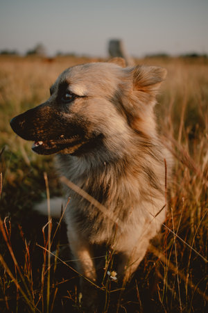 Vertical photo of cute stray dog on the grass field with sunset light.の写真素材