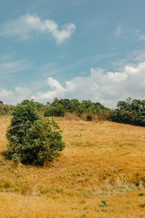 Vertical, landscape view hills and fields with one tree of Khao Yai, Thailand.の写真素材
