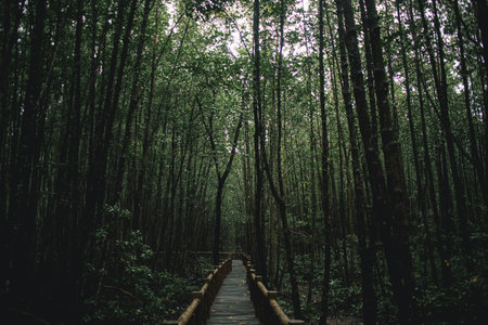 Deep mangrove forest of Mu Ko Chumphon National Park, Thailand.の写真素材
