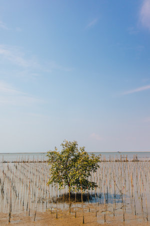 Mangrove kindergarten preserve area, seedlings sprouts mangrove forest, Thailandの写真素材