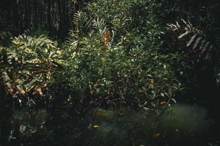 Deep in the mystical mangrove forest in Pattani, Thailand.の写真素材