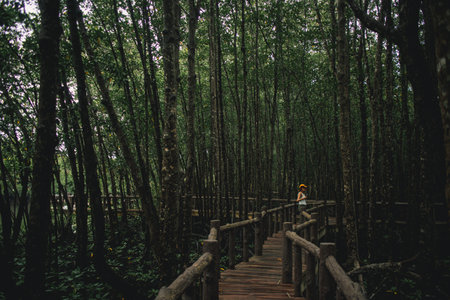 Asian woman in Yellow hat exploring the mangrove forest park in Thailand.