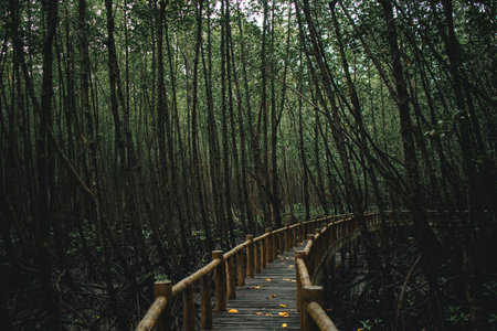 Deep mangrove forest of Mu Ko Chumphon National Park, Thailand.の写真素材
