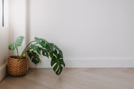 Monstera plants in wooden basket decorated at the corner minimal white room.の写真素材