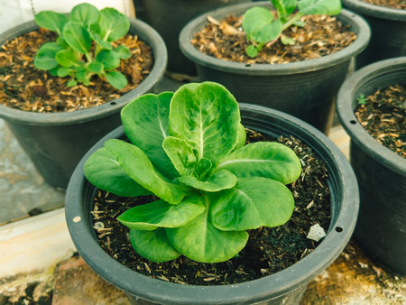 Closeup of Green Lettuce inside the greenhouse eco farm in the morning.の写真素材