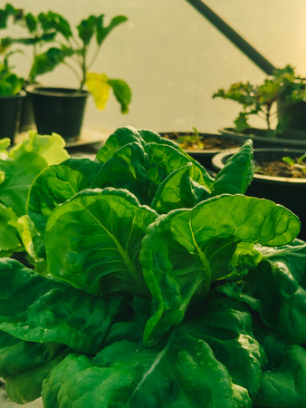 Closeup of Green Lettuce inside the greenhouse eco farm in the morning.の写真素材