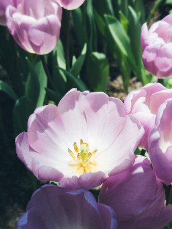 Delicate purple tulip in bloom surrounded by green leaves in garden