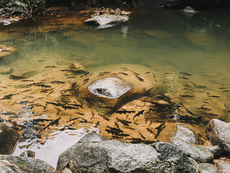 Still water surrounded by stones and trees in serene forest environment