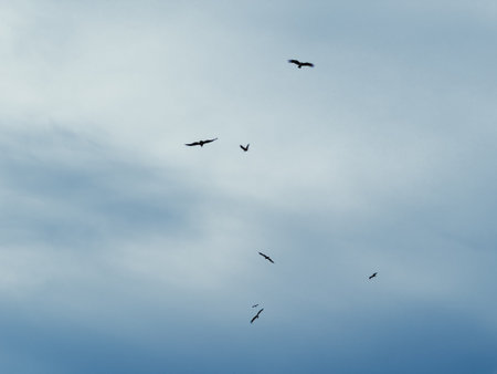 Soft cloud sky with flock of birds in motion across daylight skyの写真素材