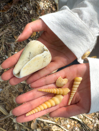 Close-up of collected natural beach items including shells and rock