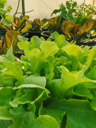 Closeup of Green Lettuce inside the greenhouse eco farm in the morning.の写真素材
