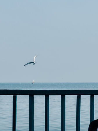 Vertical photo sea view from the terrace with bird flying in the blue sky.の写真素材