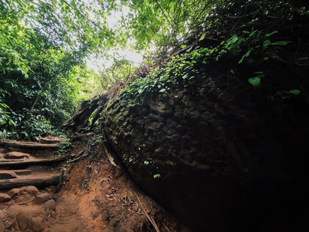 Shady jungle path surrounded by green plants and earthy terrain