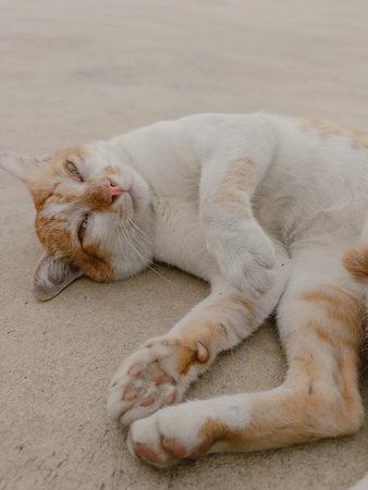 A cute orange and white cat is lying comfortably on the ground, thoroughly enjoying a lovely sunny dayの写真素材