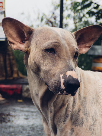A captivating stray dog with distinctive and unique coat patterns is showcasing its charm in an outdoor settingの写真素材