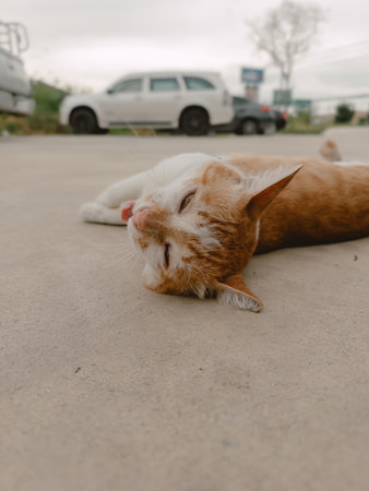 A calm cat rests on a concrete surface, showcasing its orange and white fur in a tranquil environment.の写真素材