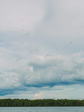 Natural landscape with trees and birds soaring under dramatic cloudsの写真素材