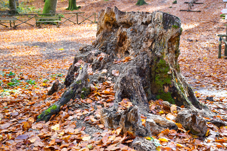view old trunk cutの写真素材