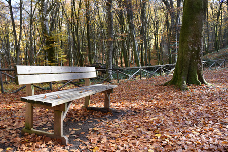 wooden bench in park in autumnの写真素材