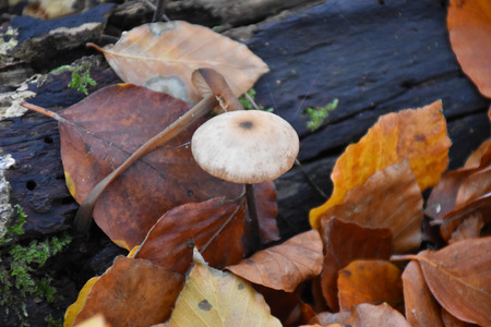 mushroom view from aboveの写真素材