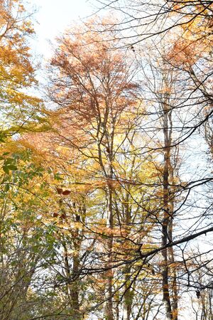 view of beech plantの写真素材