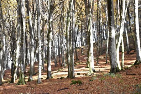 view beech forest in autumnの写真素材