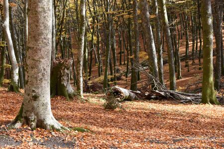 beech park with fallen treeの写真素材