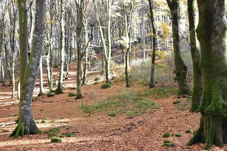 view path covered by leavesの写真素材
