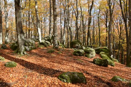 view of beech trees with volcanic stonesの写真素材
