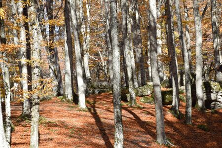 view beech park in autumnの写真素材